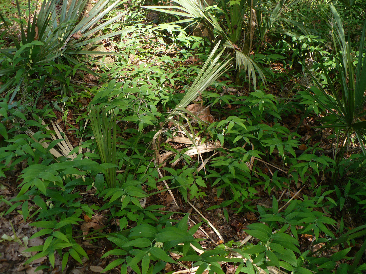 Solomon’s Seal   10 Seeds   Polygonatum biflorum
