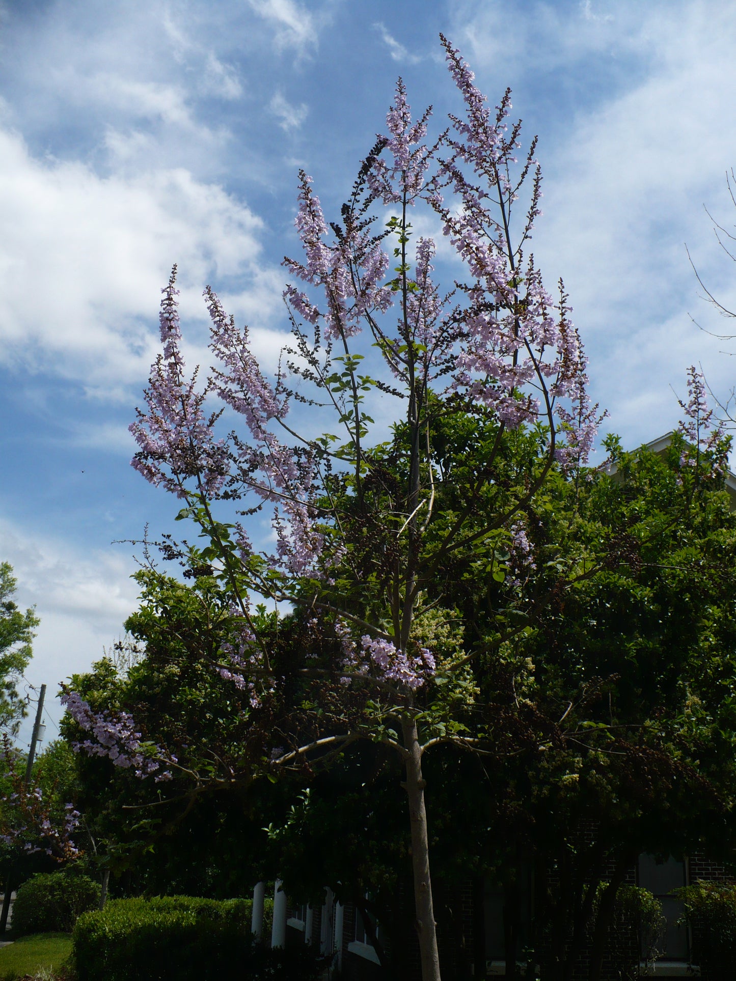 Fortune Empress Tree   100 Seeds  Paulownia fortunei