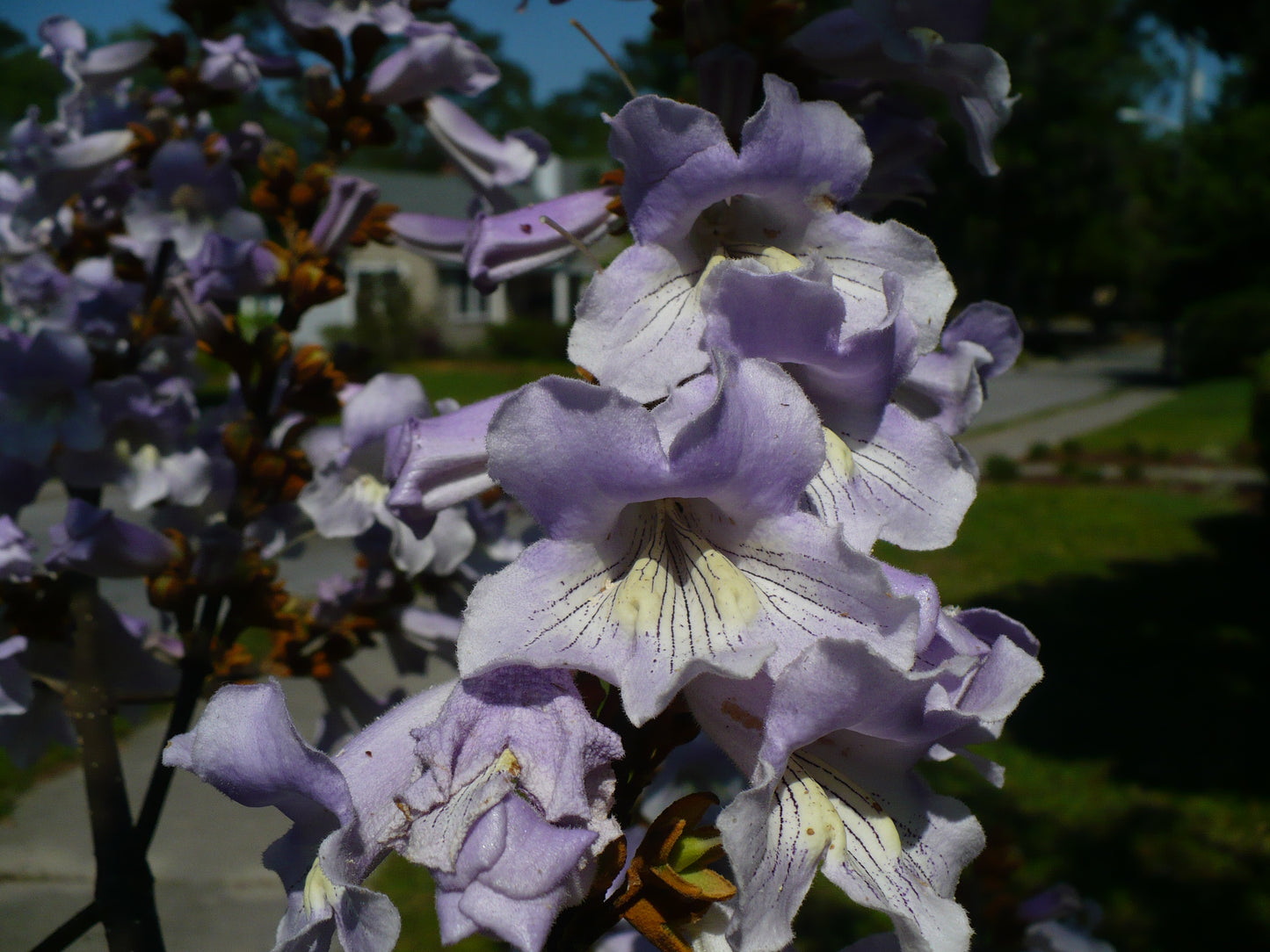 Fortune Empress Tree   100 Seeds  Paulownia fortunei