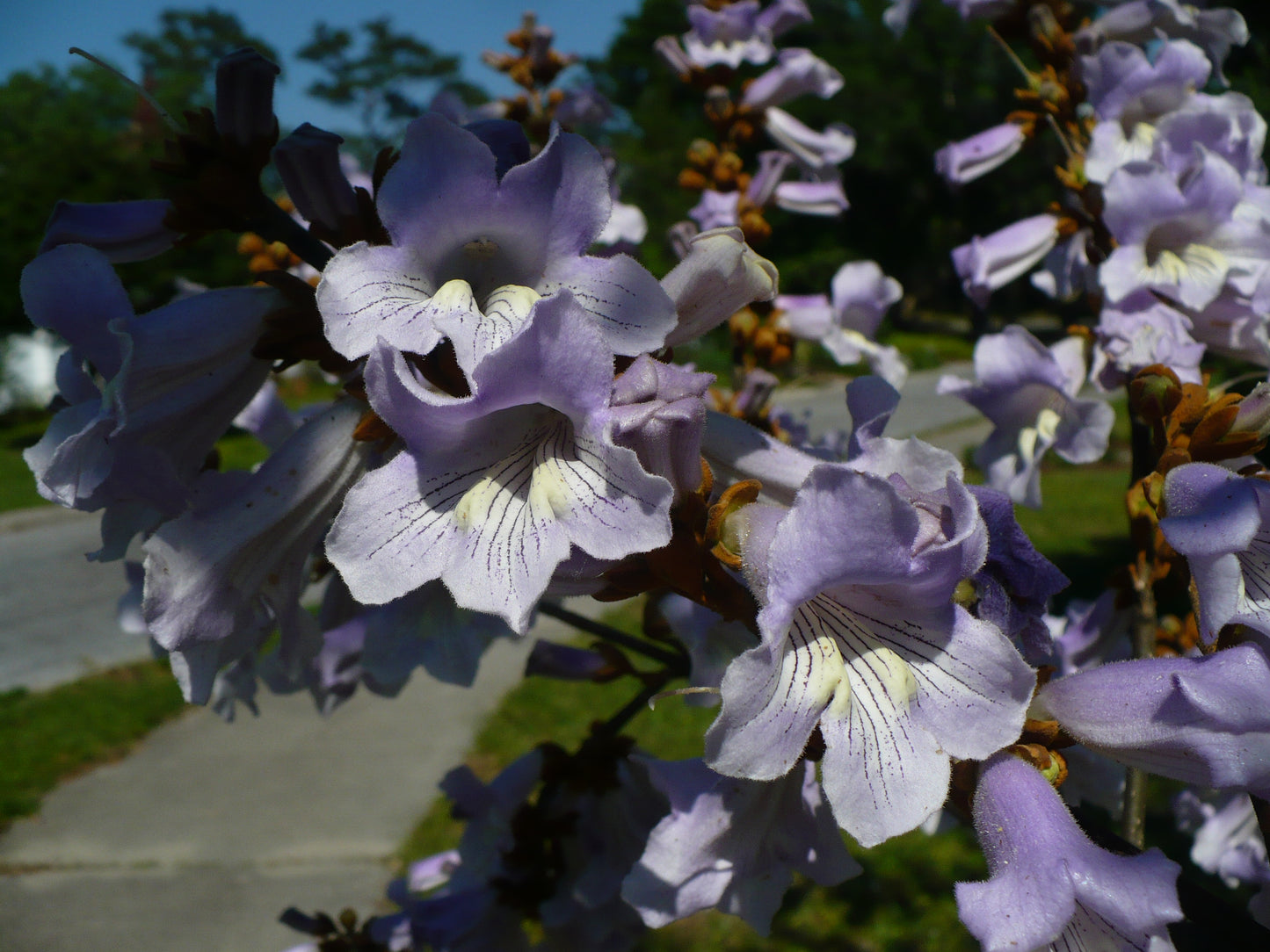 Fortune Empress Tree   100 Seeds  Paulownia fortunei