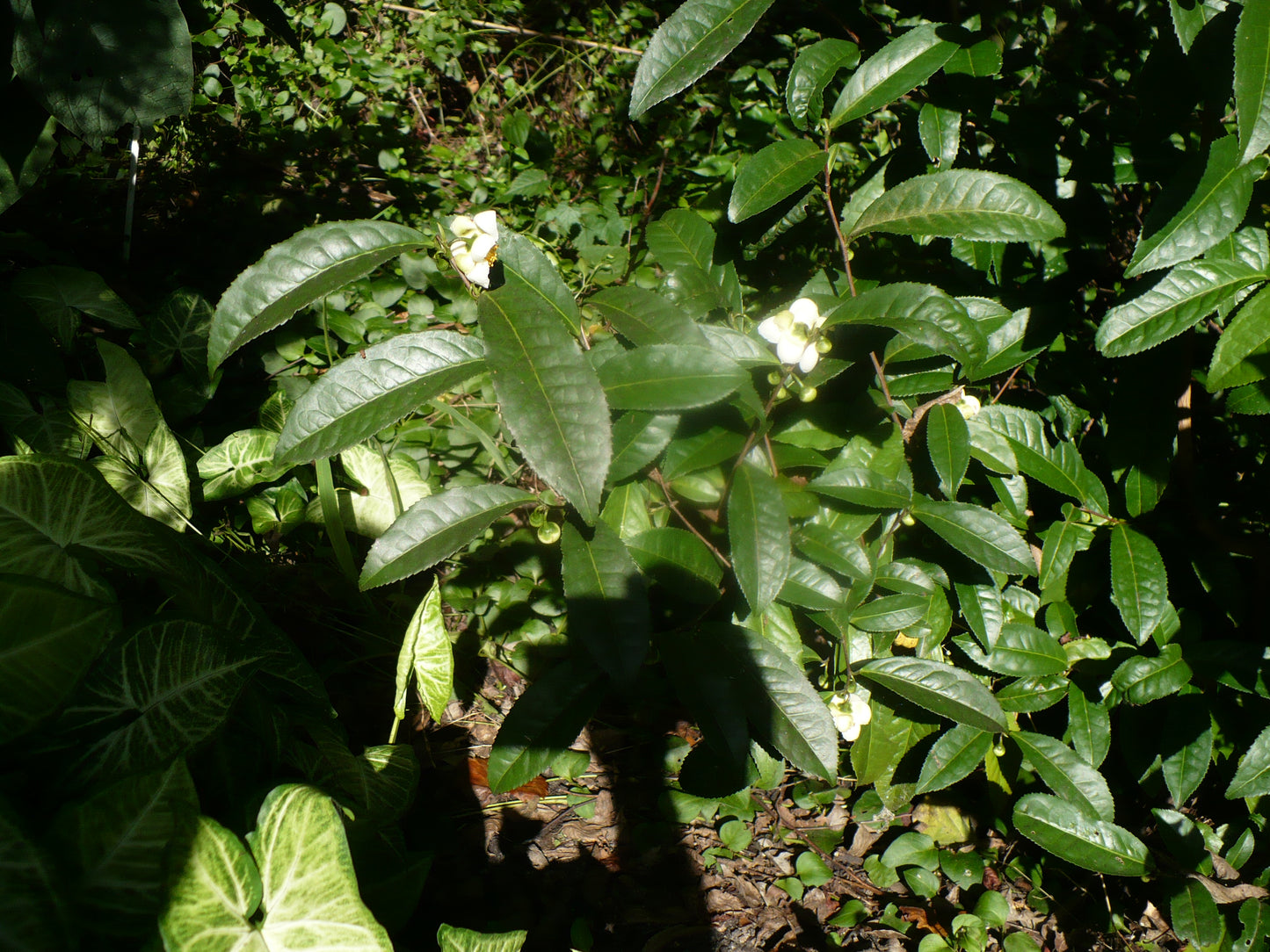 Tea Plant  5 Seeds  Camellia sinensis