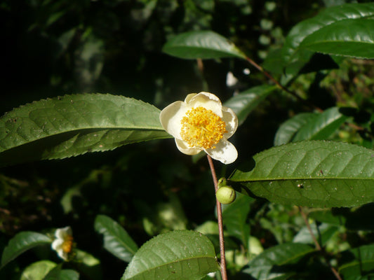 Tea Plant  5 Seeds  Camellia sinensis