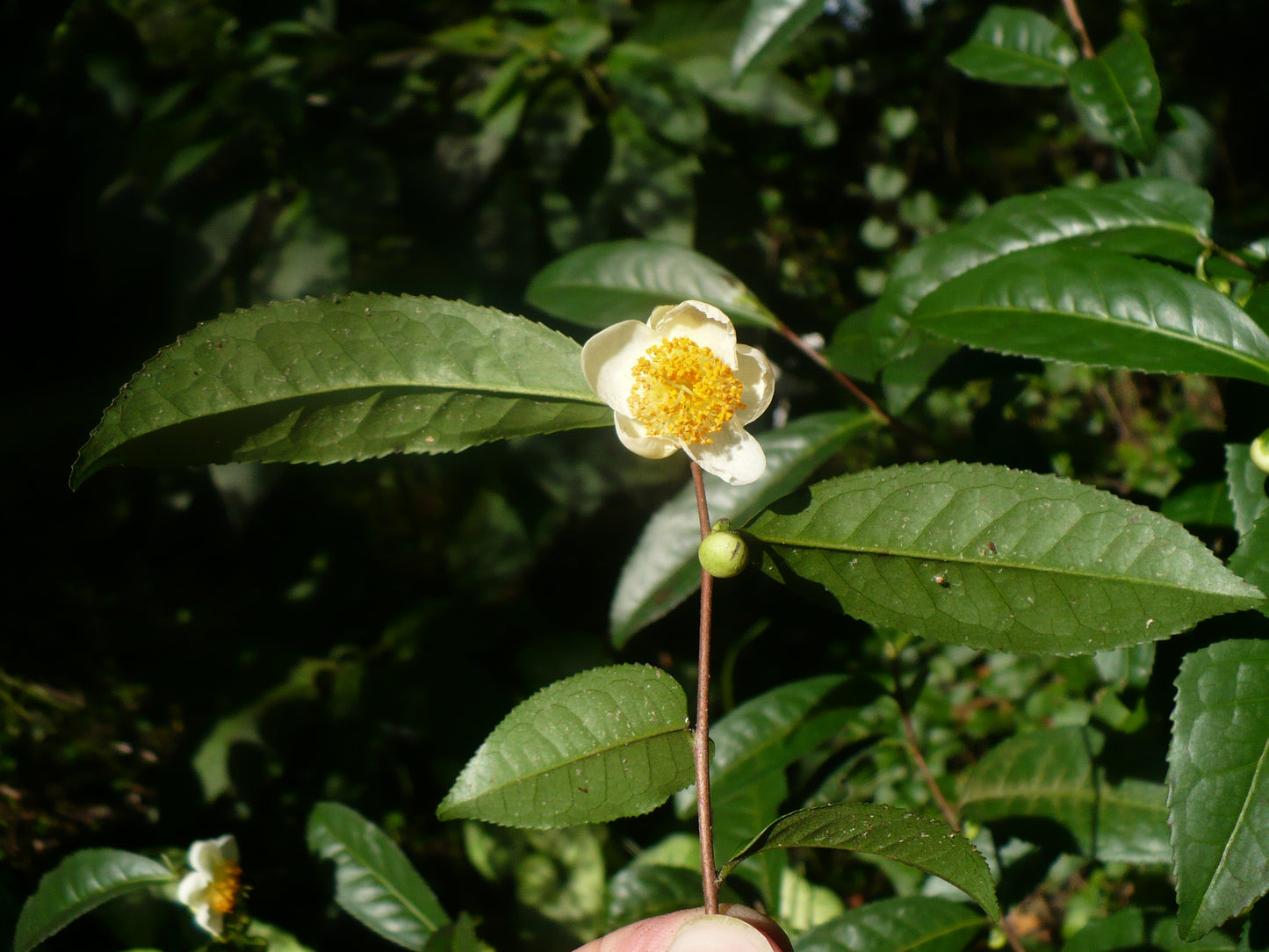 Tea Plant  5 Seeds  Camellia sinensis