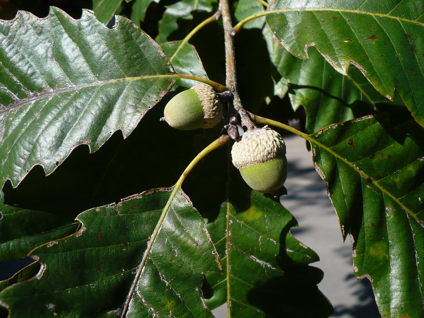 Chinkapin Oak   10 Seeds   Quercus muehlenbergii
