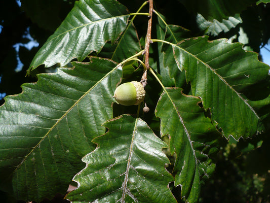 Chinkapin Oak   10 Seeds   Quercus muehlenbergii