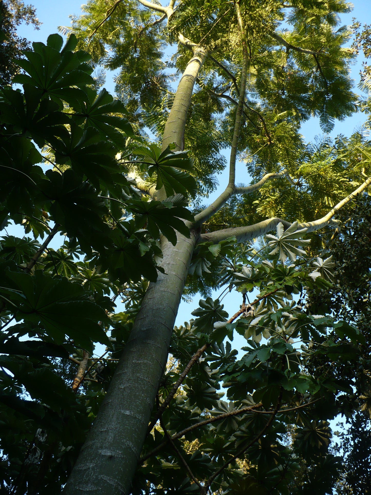 Brazilian Fern Tree   10 Seeds   Schizolobium parahyba