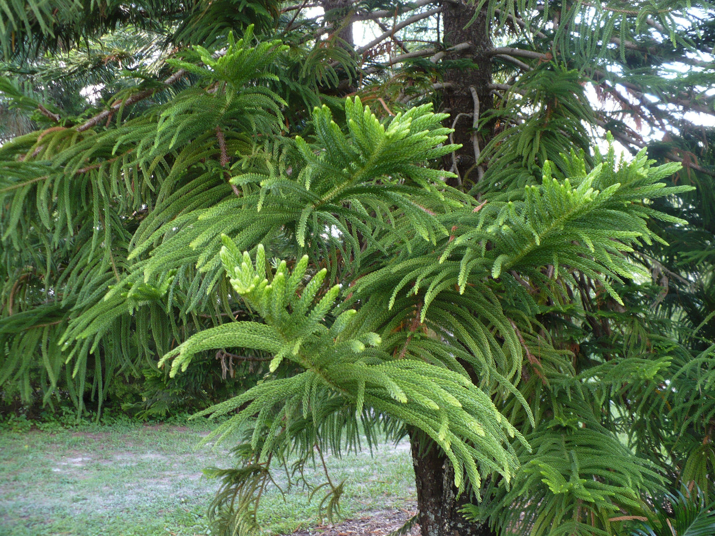 Norfolk Island Pine   5 Seeds   Araucaria excelsa