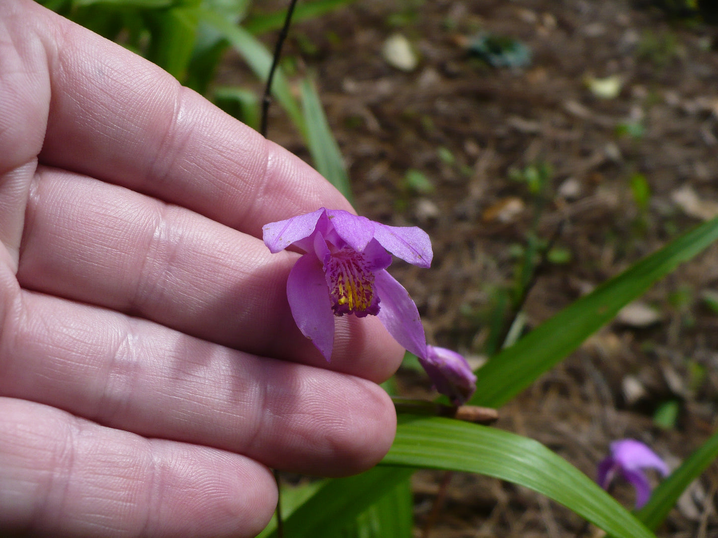 Hardy Ground Orchid  1000 Seeds  Bletilla striata