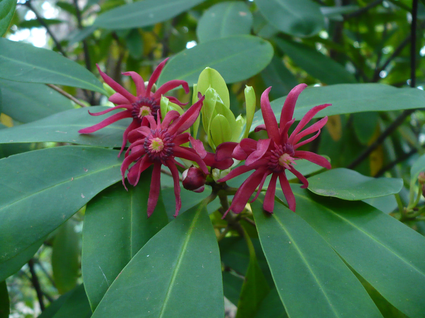 Florida Anise Purple Anise Illicium floridanum 10 Seeds  USA Company