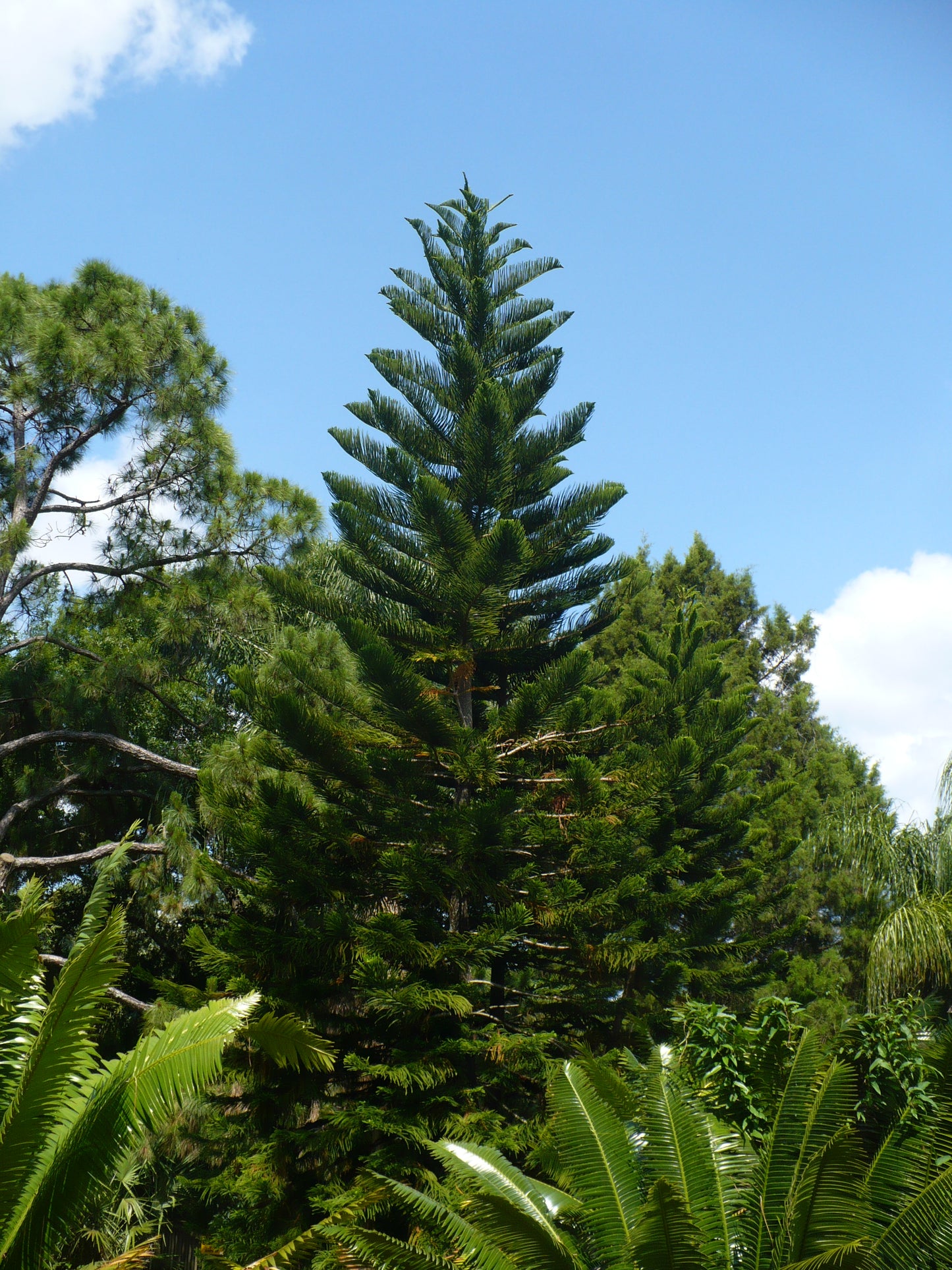 Norfolk Island Pine   5 Seeds   Araucaria excelsa