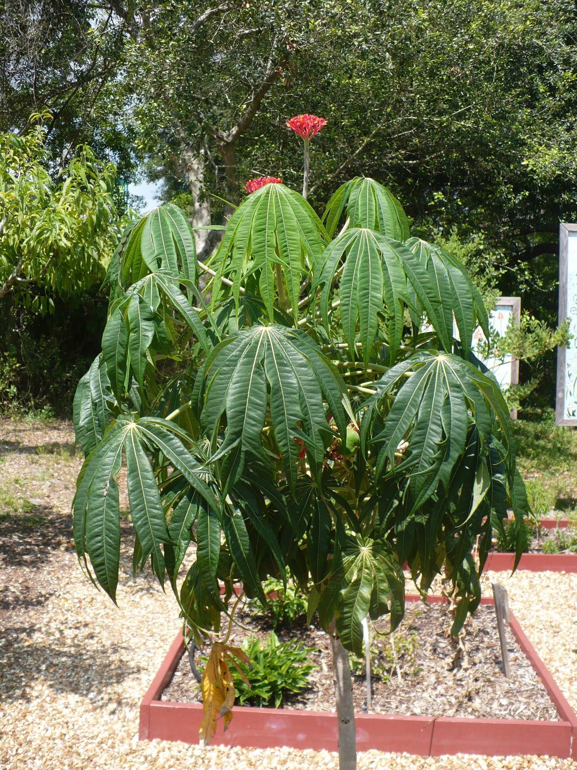 coral plant seed pods Coral Plant Jatropha multifida 5 Seeds – R&B Floridaseeds