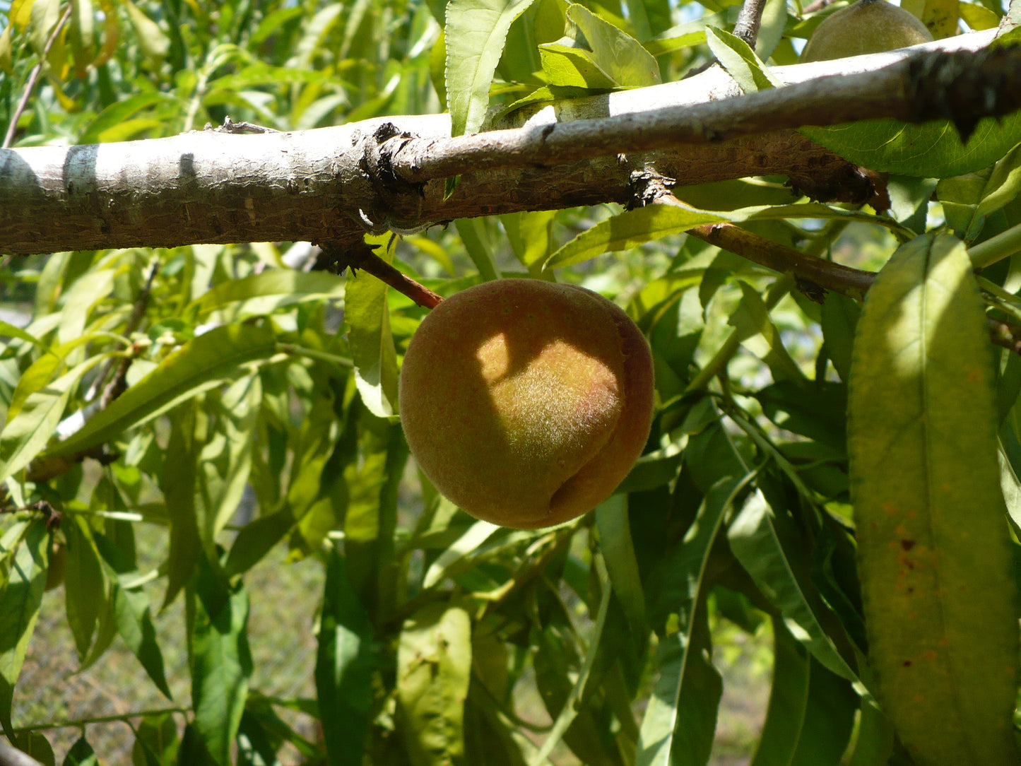 Peach Prunus persica 5 Seeds