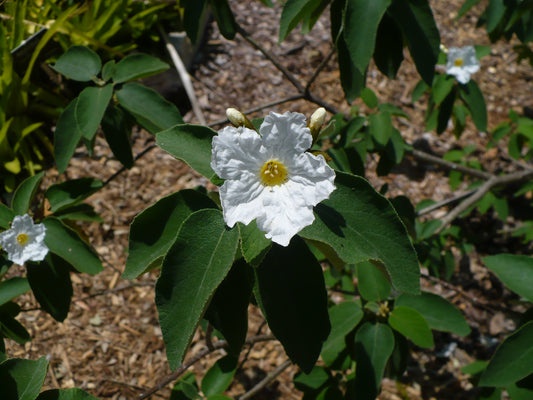 Texas Olive  5 Seeds  Anacahuita  Cordia boissieri