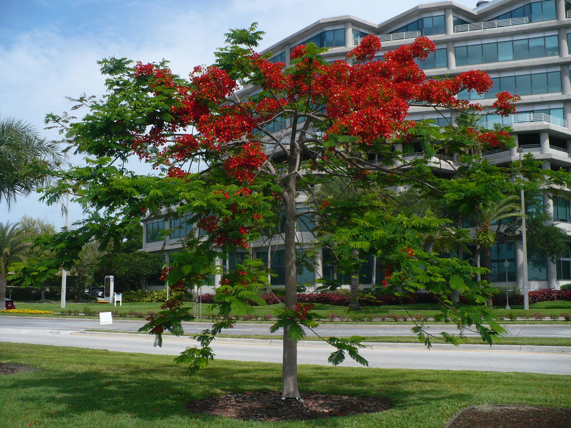 planting royal poinciana seeds Royal Poinciana Delonix regia 10 Seeds – R&B Floridaseeds