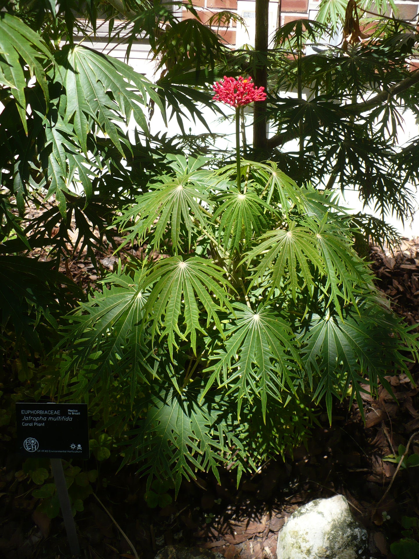 coral palm plant Coral Plant Jatropha multifida 5 Seeds – R&B Floridaseeds