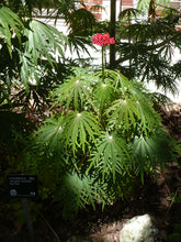 Load image into Gallery viewer, Coral Plant  Jatropha multifida  5 Seeds