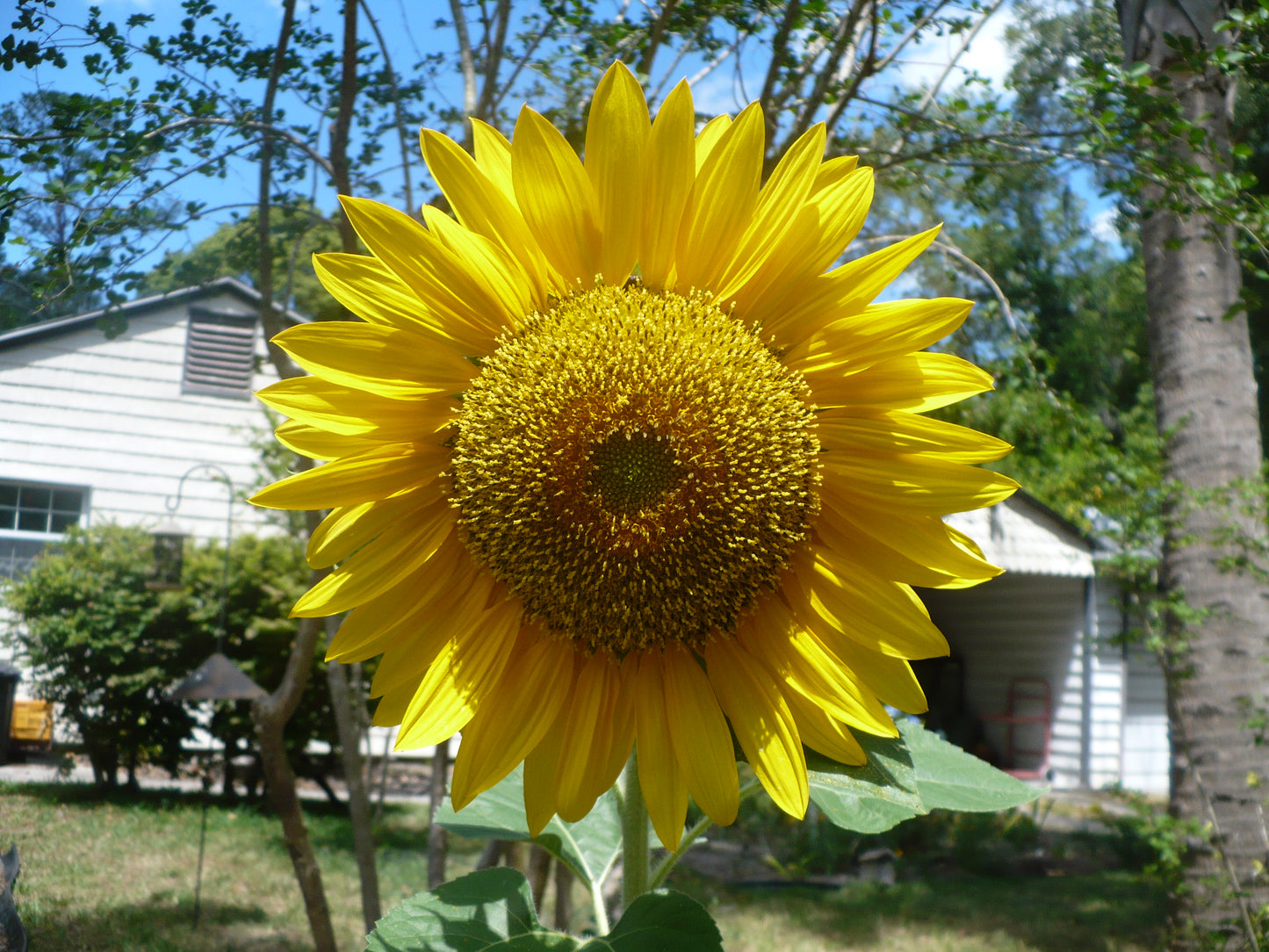 Giant Sunflower   10 Seeds   ‘Mammoth Gray Stripe’   Helianthus annuus