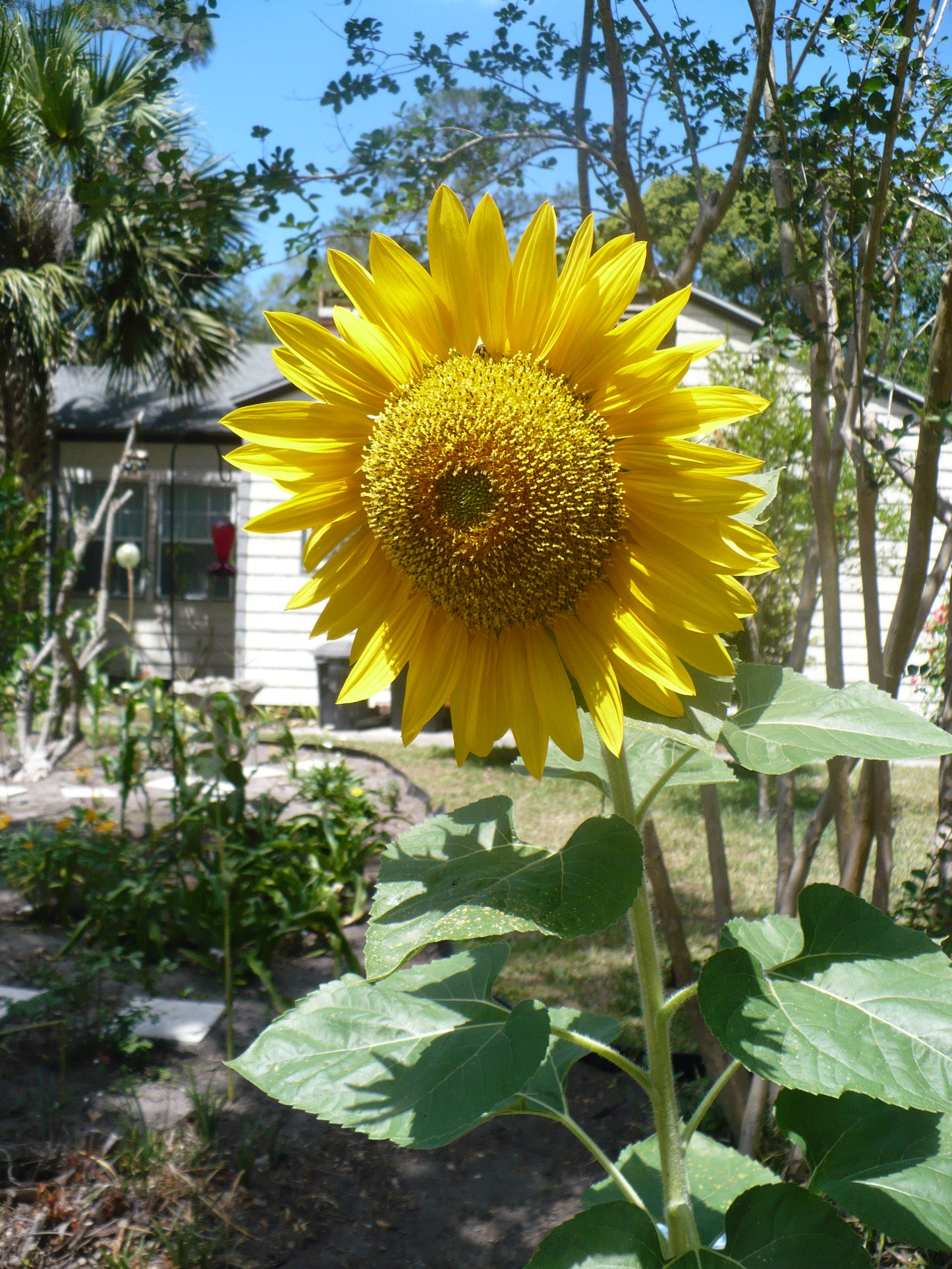 Giant Sunflower   10 Seeds   ‘Mammoth Gray Stripe’   Helianthus annuus