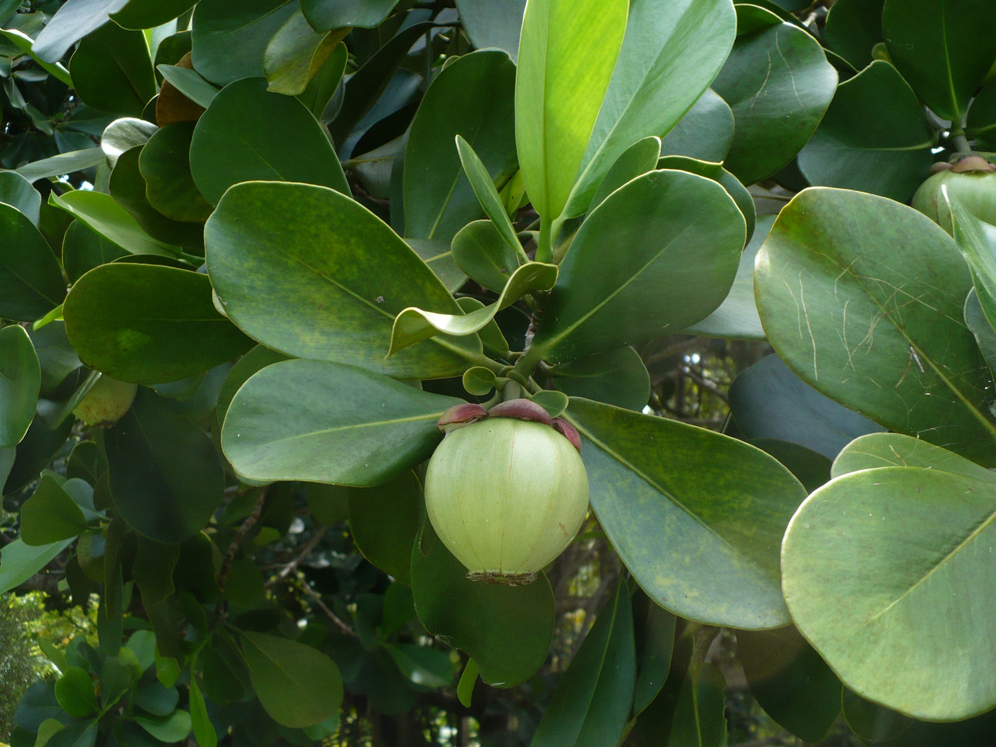 Pitch Apple   5 Seeds   Clusia Rosea