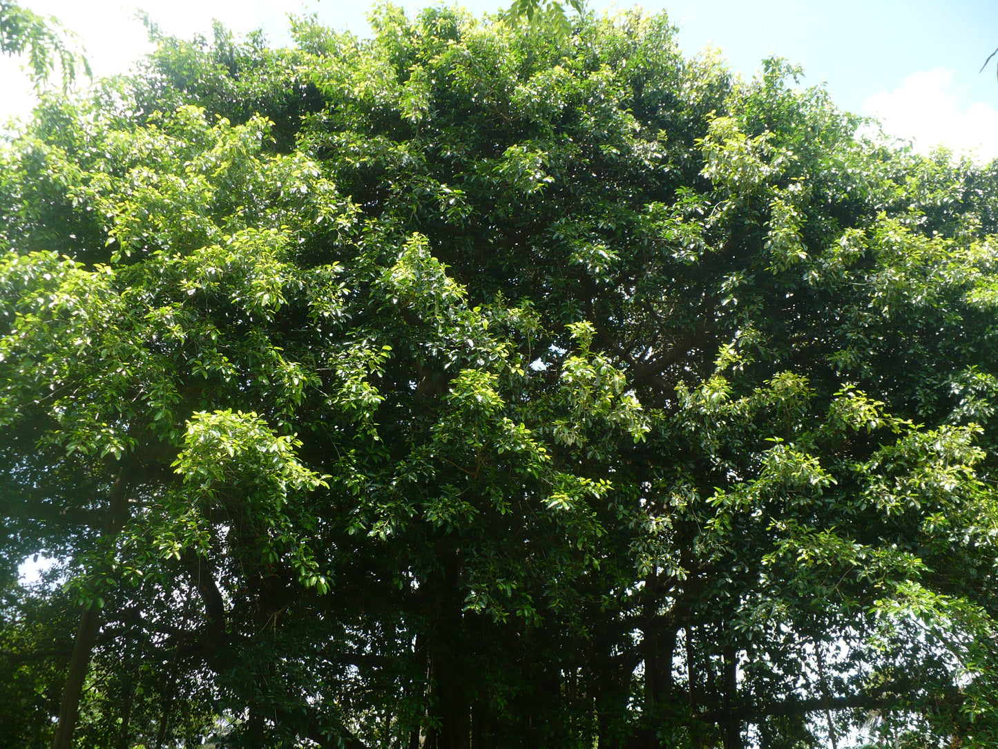 Council Tree  100 Seeds  Ficus altissima  USA Company