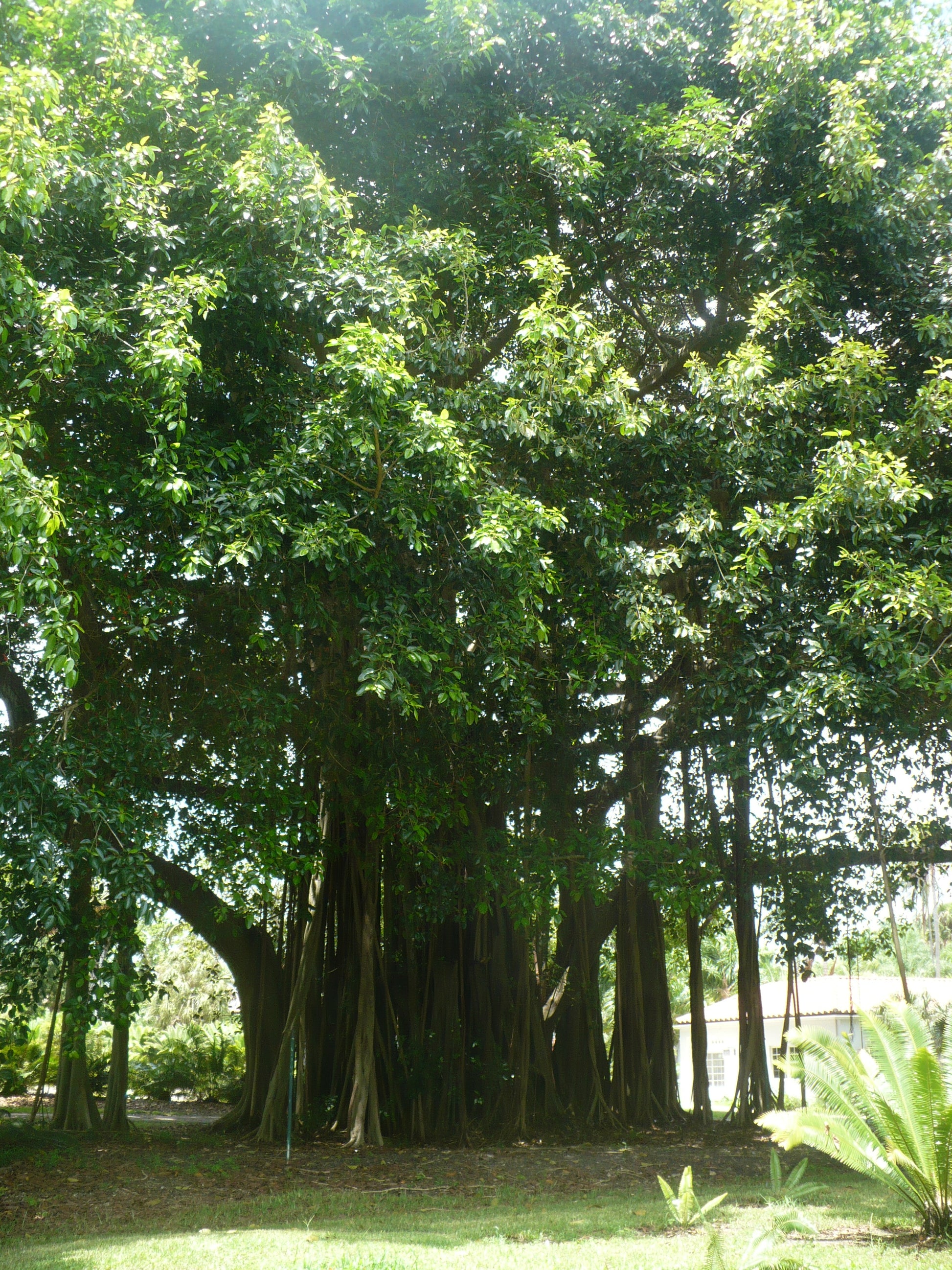 ficus altissima council tree Council Tree 100 Seeds Ficus altissima – R&B Floridaseeds