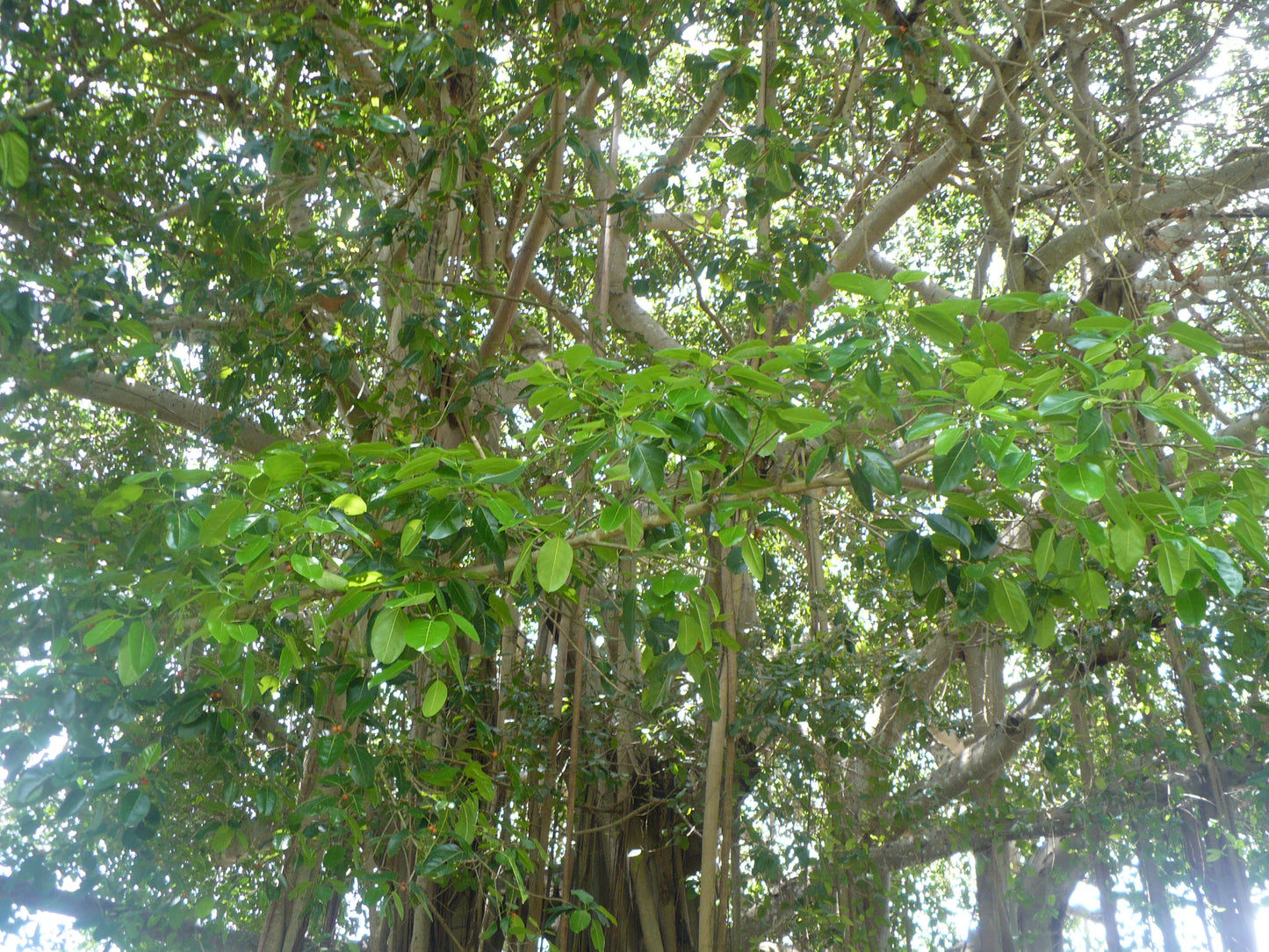 Council Tree  100 Seeds  Ficus altissima  USA Company