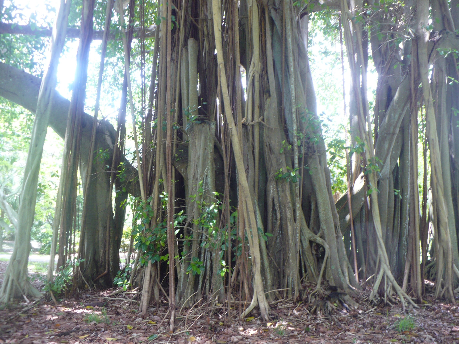 ficus altissima large Council Tree 100 Seeds Ficus altissima – R&B Floridaseeds