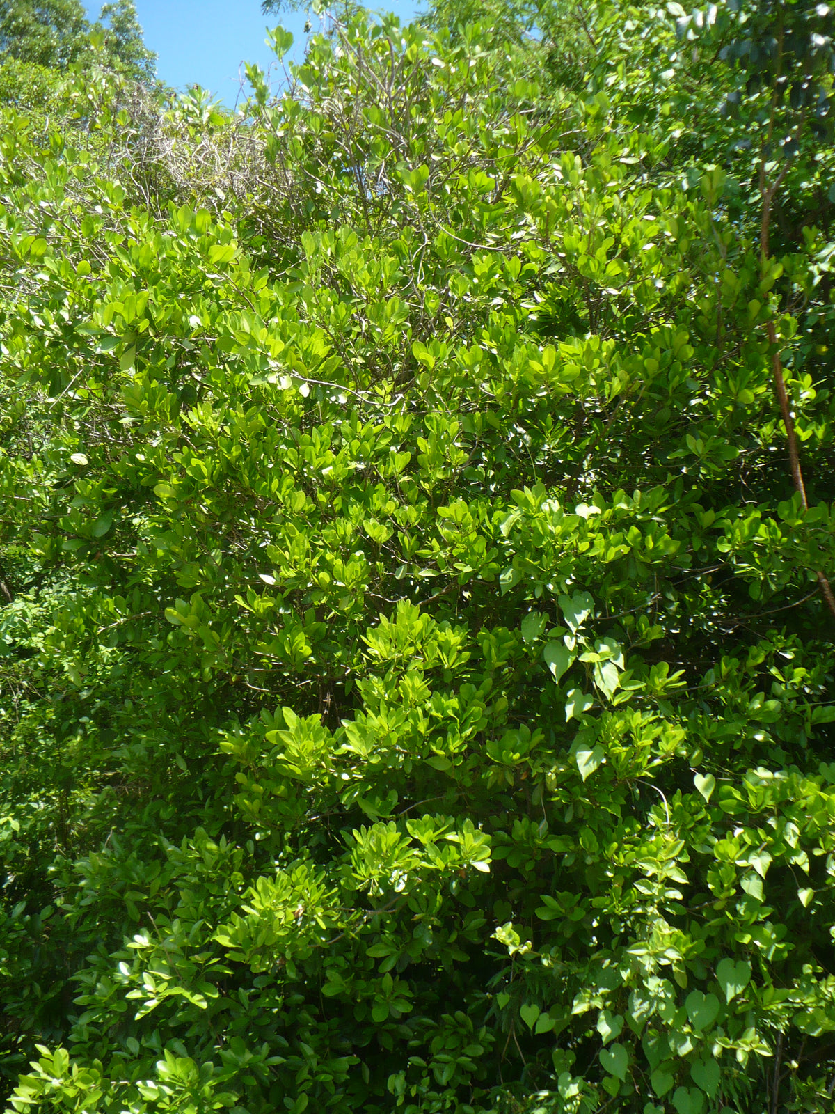 Oysterwood   5 Seeds   Gymnanthes lucida