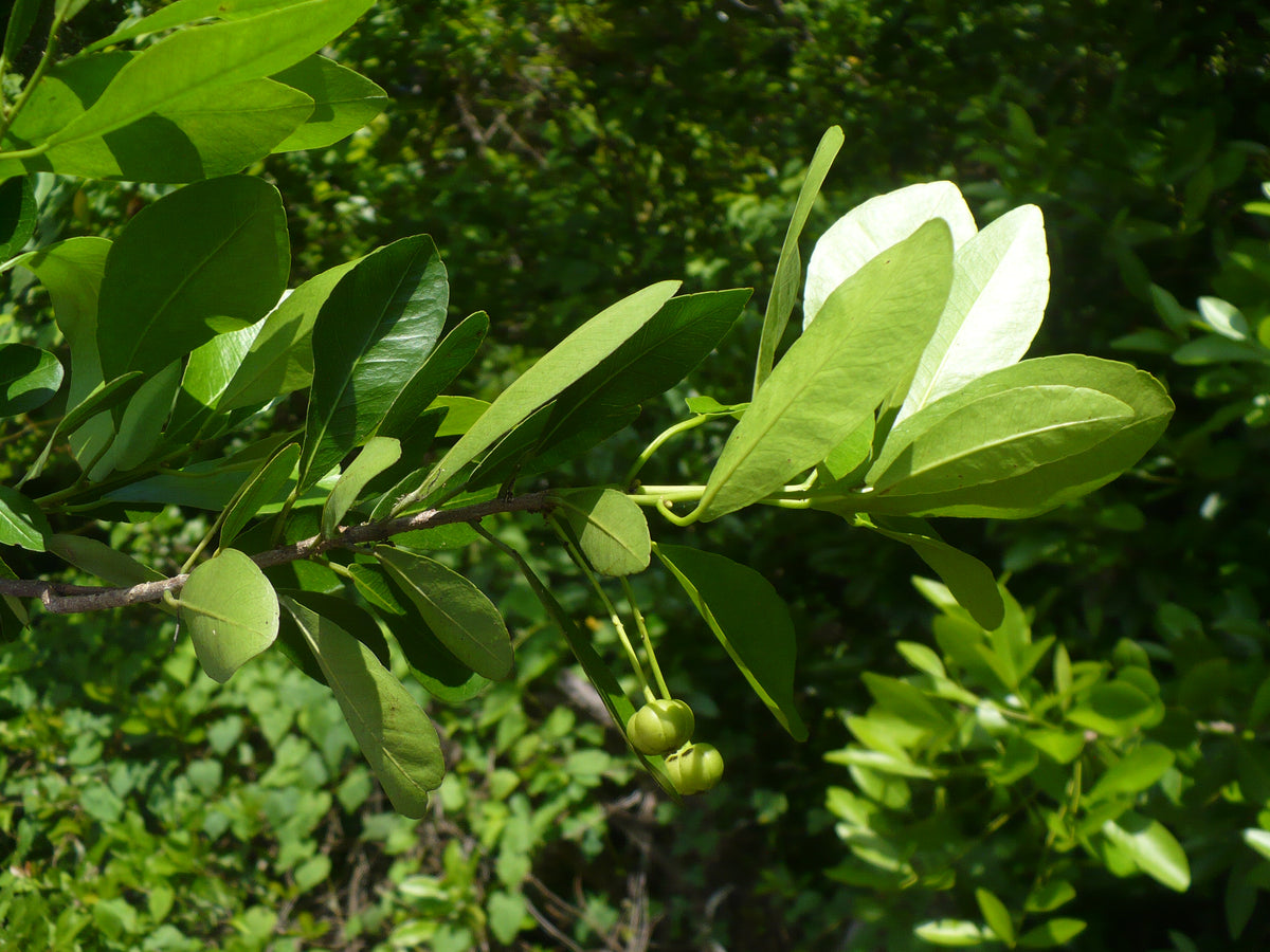 Oysterwood   5 Seeds   Gymnanthes lucida