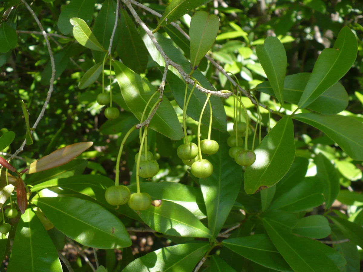 Oysterwood   5 Seeds   Gymnanthes lucida