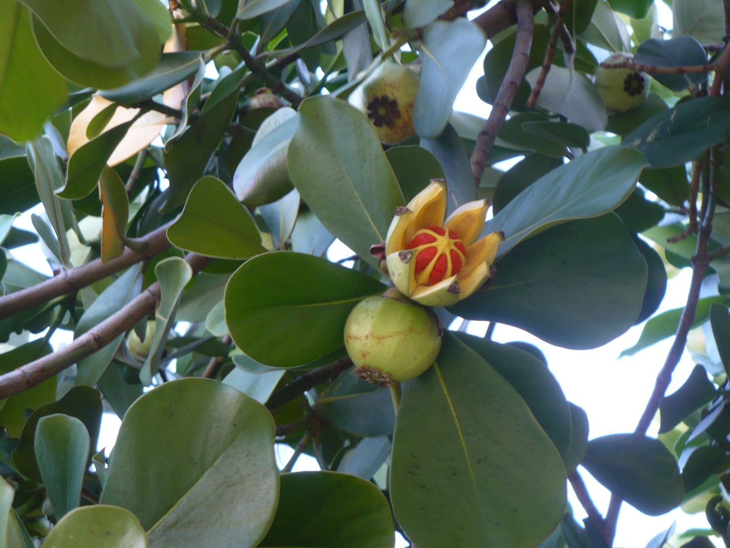 Pitch Apple   5 Seeds   Clusia Rosea