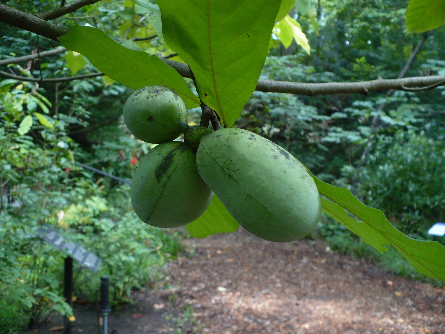 Pawpaw Tree Asimina triloba 10 Seeds