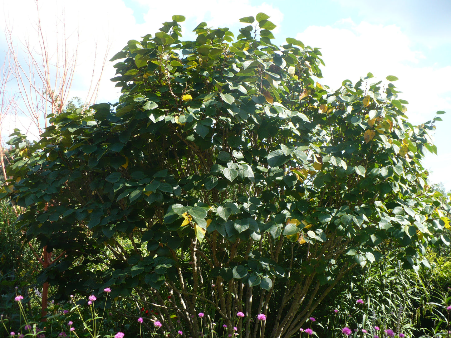 Eastern Redbud 100 Seeds Cercis canadensis