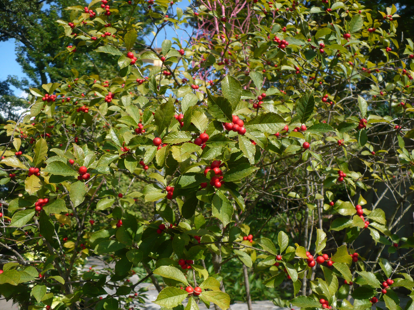 Winterberry  100 Seeds  Ilex verticillata