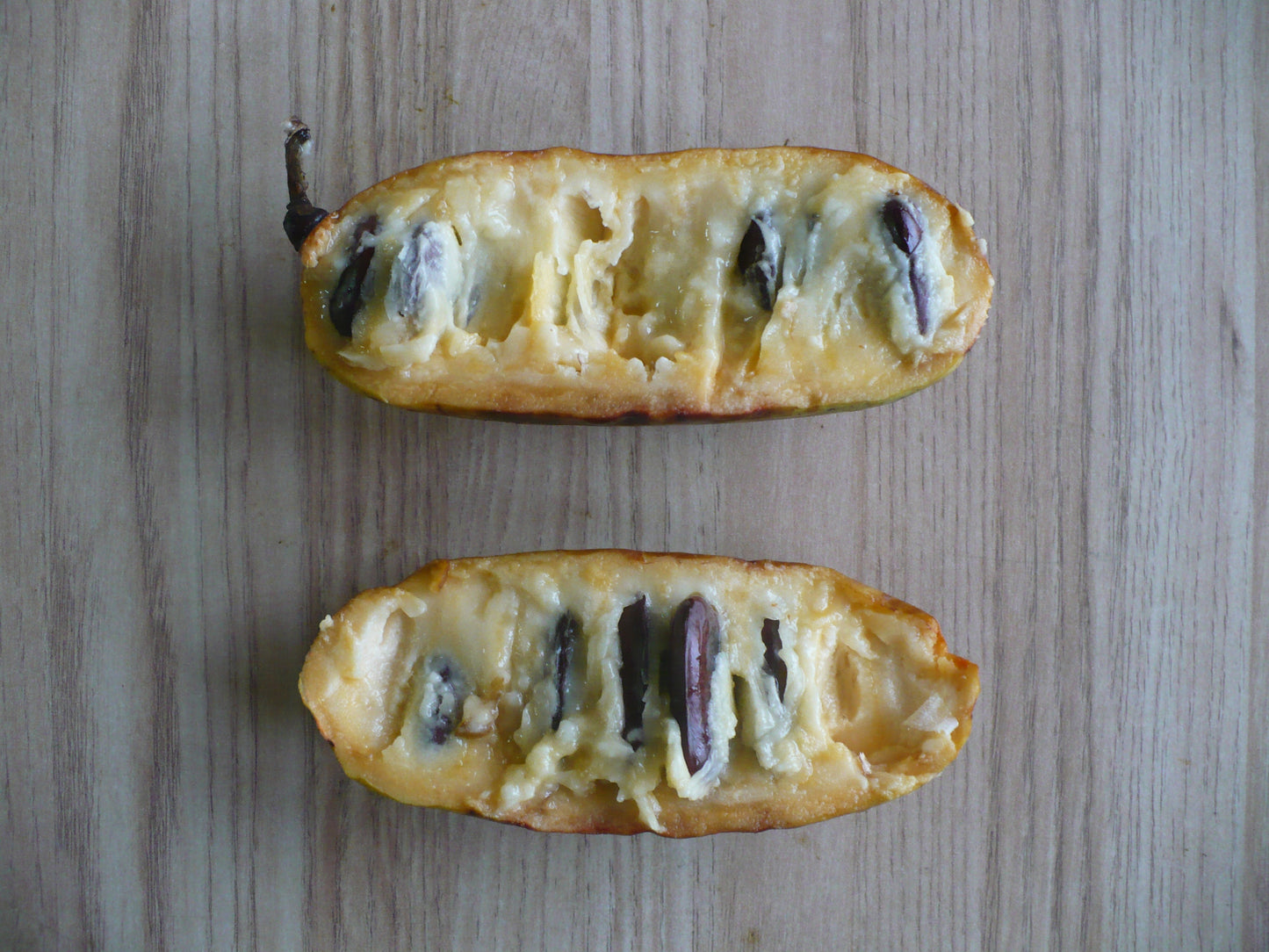 Pawpaw Tree Asimina triloba 10 Seeds