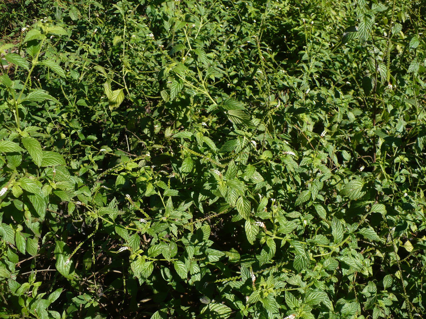 Scorpion-Tail  Butterfly Heliotrope  Heliotropium angiospermum  20 Seeds  USA Company