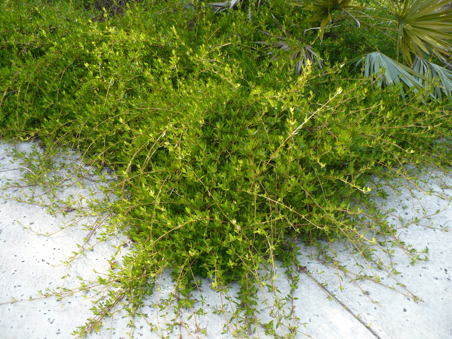 Beach Creeper  10 Seeds  Ernodea littoralis