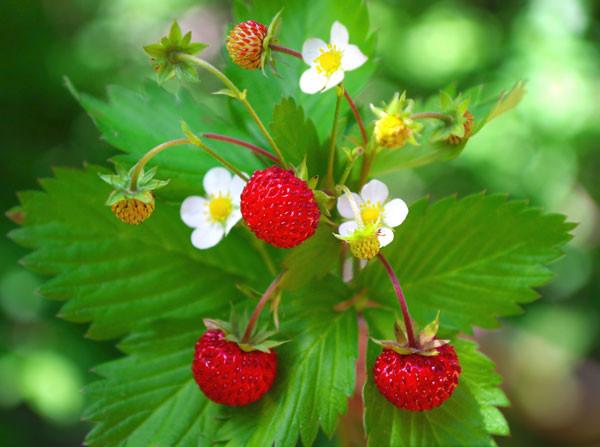 Wild Strawberry Fragaria vesca 500 Seeds  USA Company