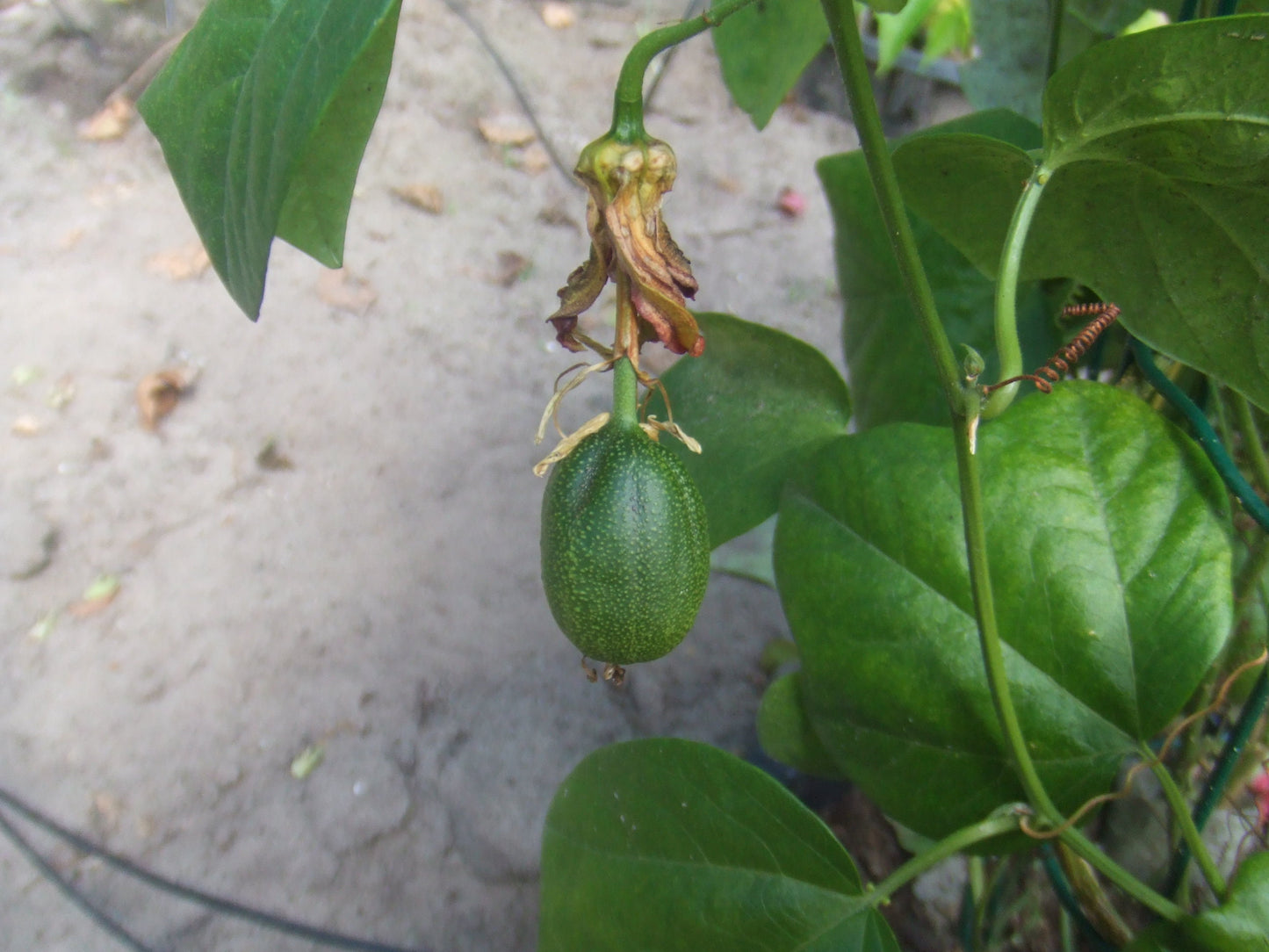 Native Passion Flower  15 Seeds  Passiflora herbertiana