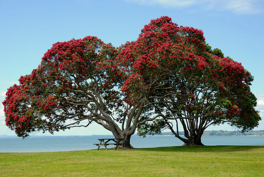 New Zealand Christmas Tree  200 Seeds  Pohutukawa  Metrosideros excelsa