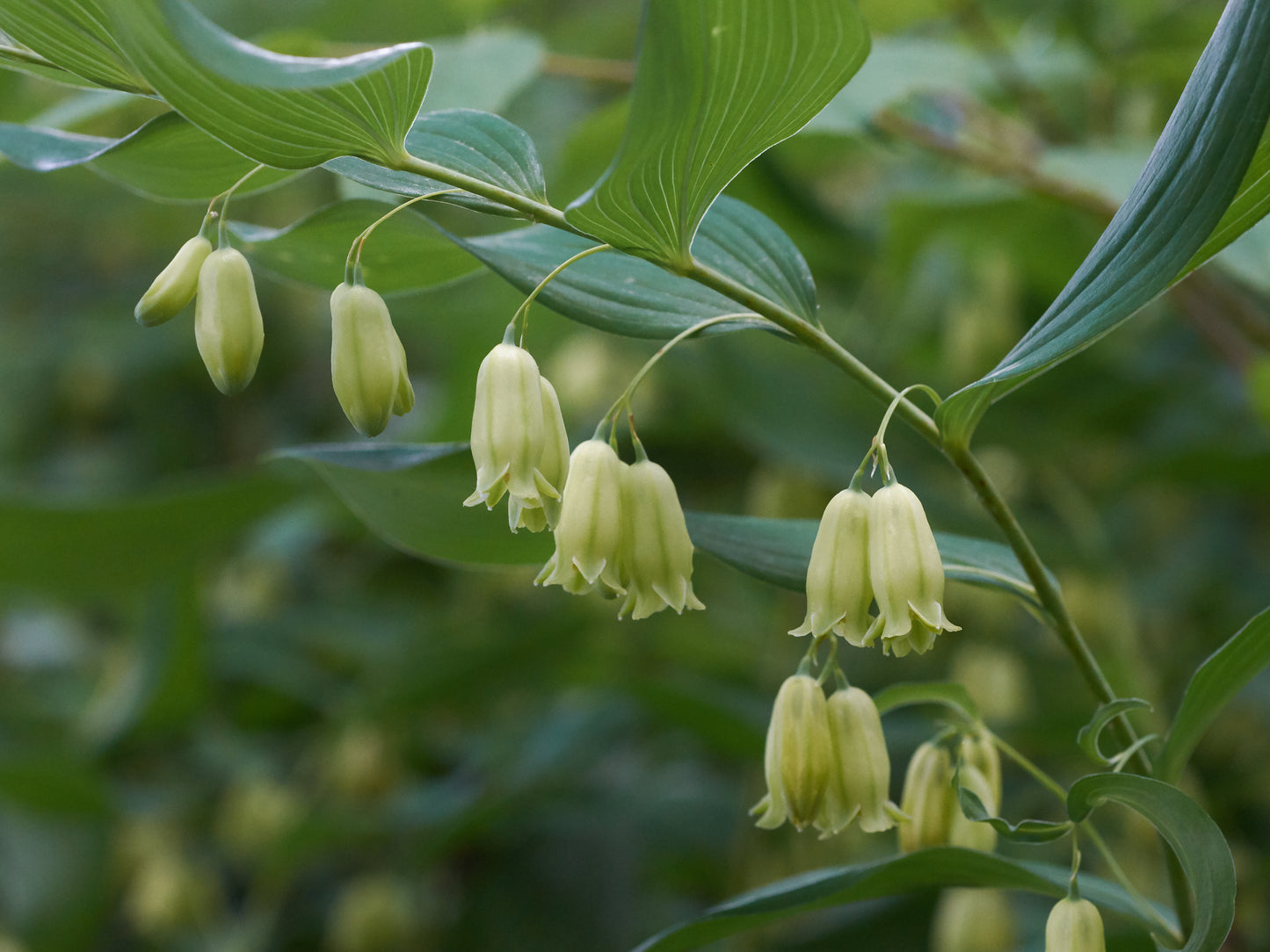 Soloman’s Seal  30 Seeds  Polygonatum biflorum