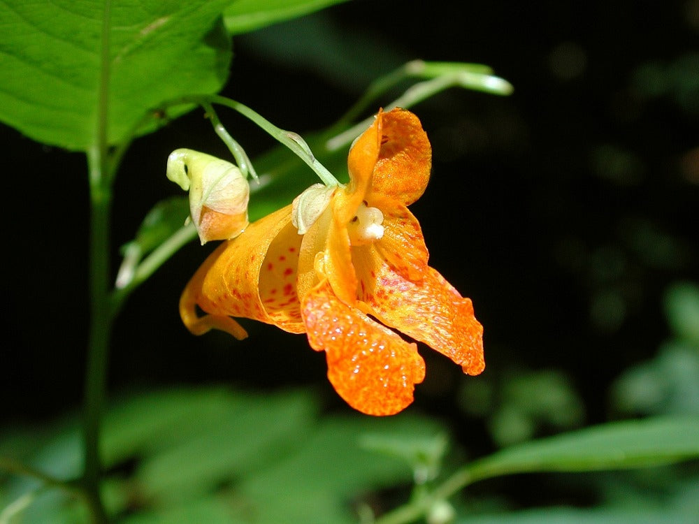 Jewelweed  30 Seeds  Impatiens capensis