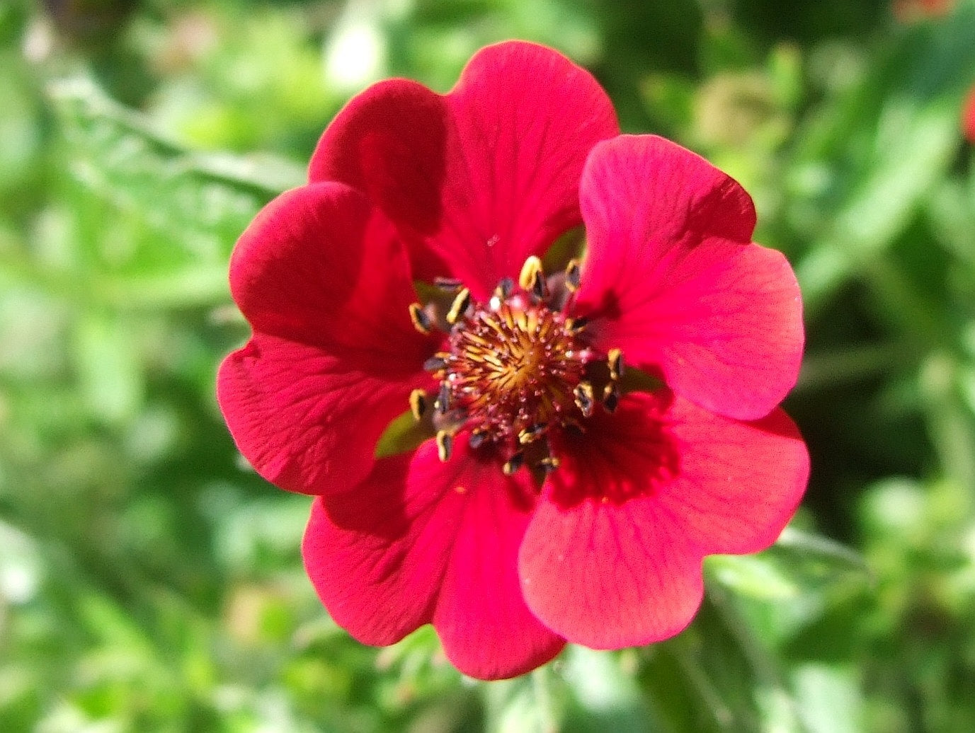 Ruby Cinquefoil  100 Seeds  Potentilla atrosanguinea