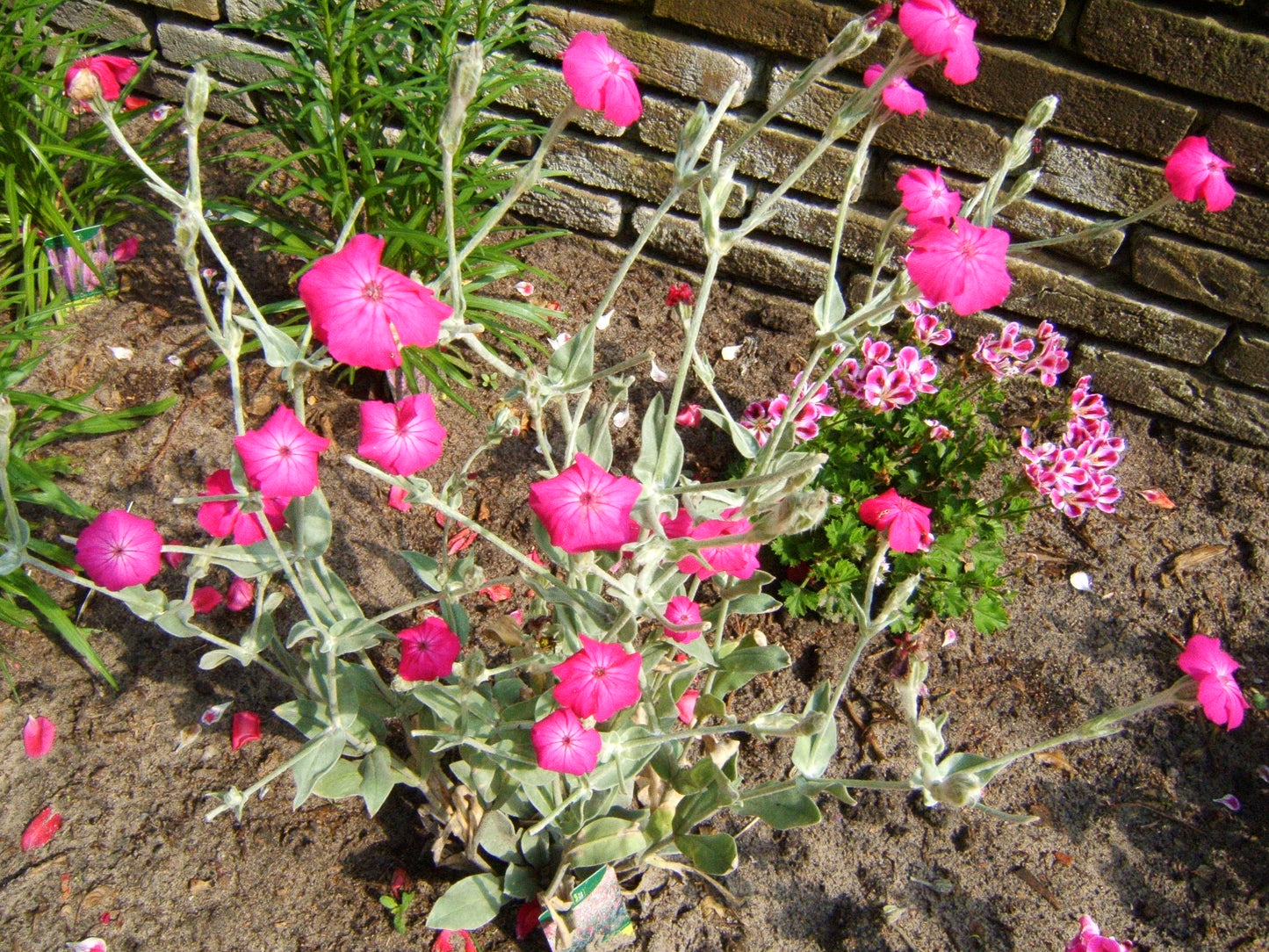 Rose Campion  100 Seeds  Lychnis coronaria