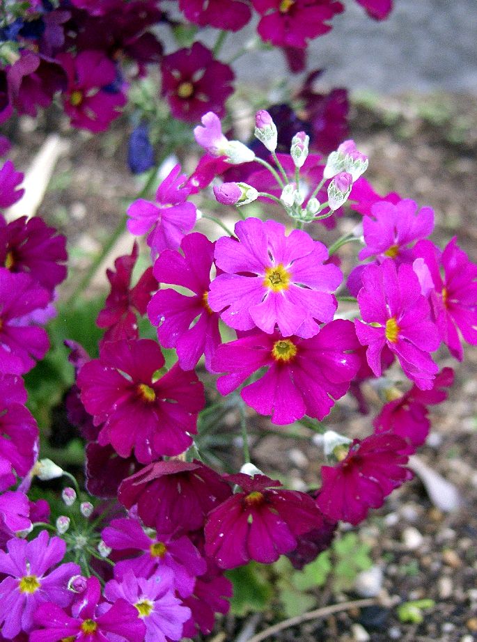 Pink Primrose  100 Seeds  Primula malacoides