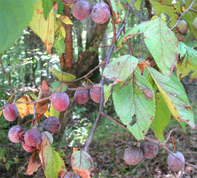 Mexican Plum  5 Seeds  Prunus mexicana