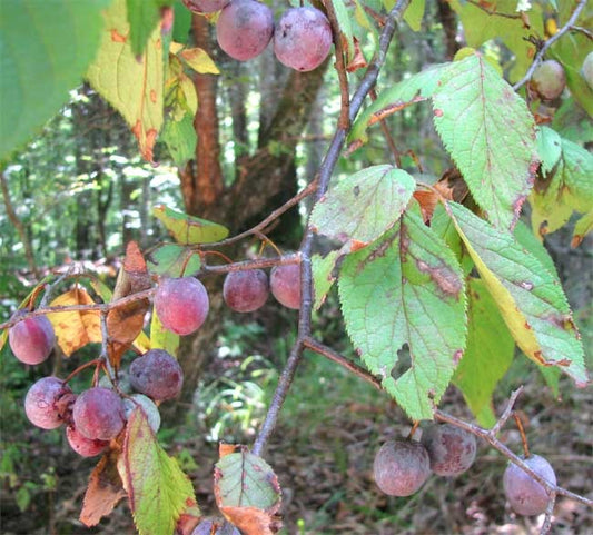Mexican Plum  5 Seeds  Prunus mexicana