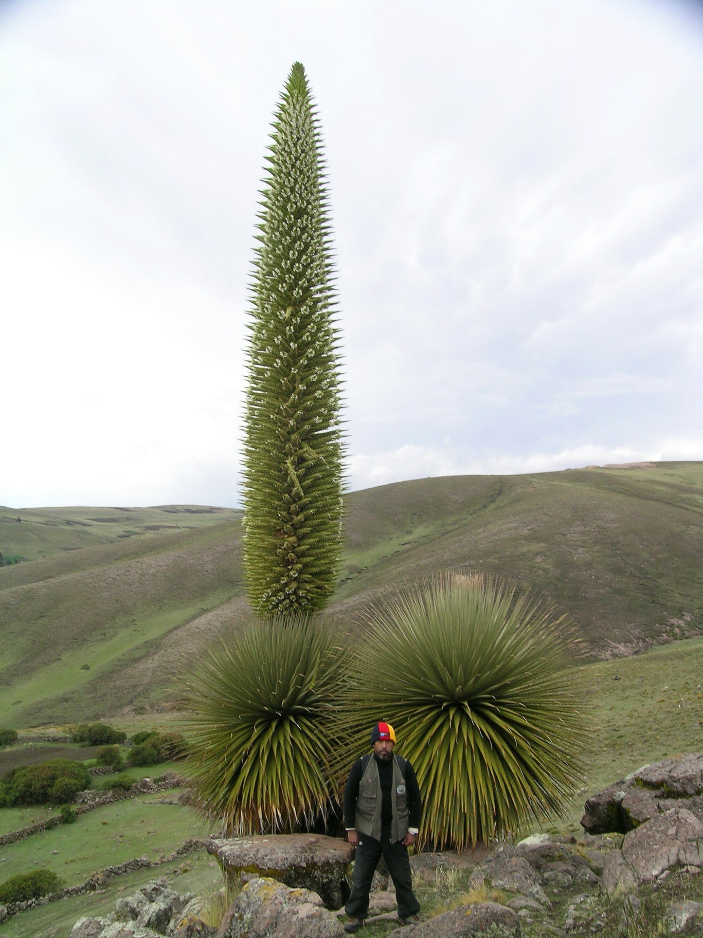 Queen of the Andes Puya raimondii 10 Seeds