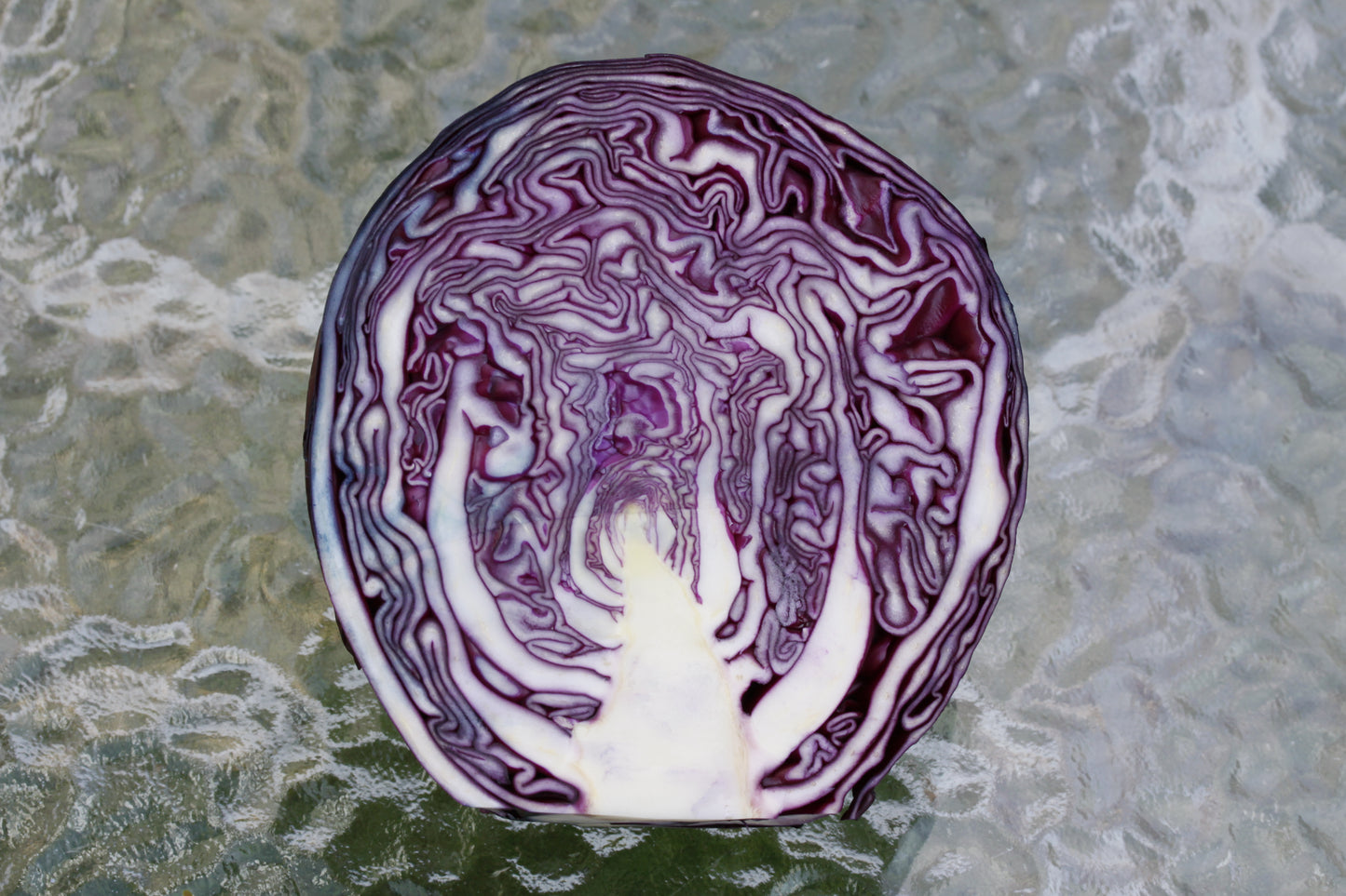 Red Cabbage   100 Seeds   Brassica oleracea