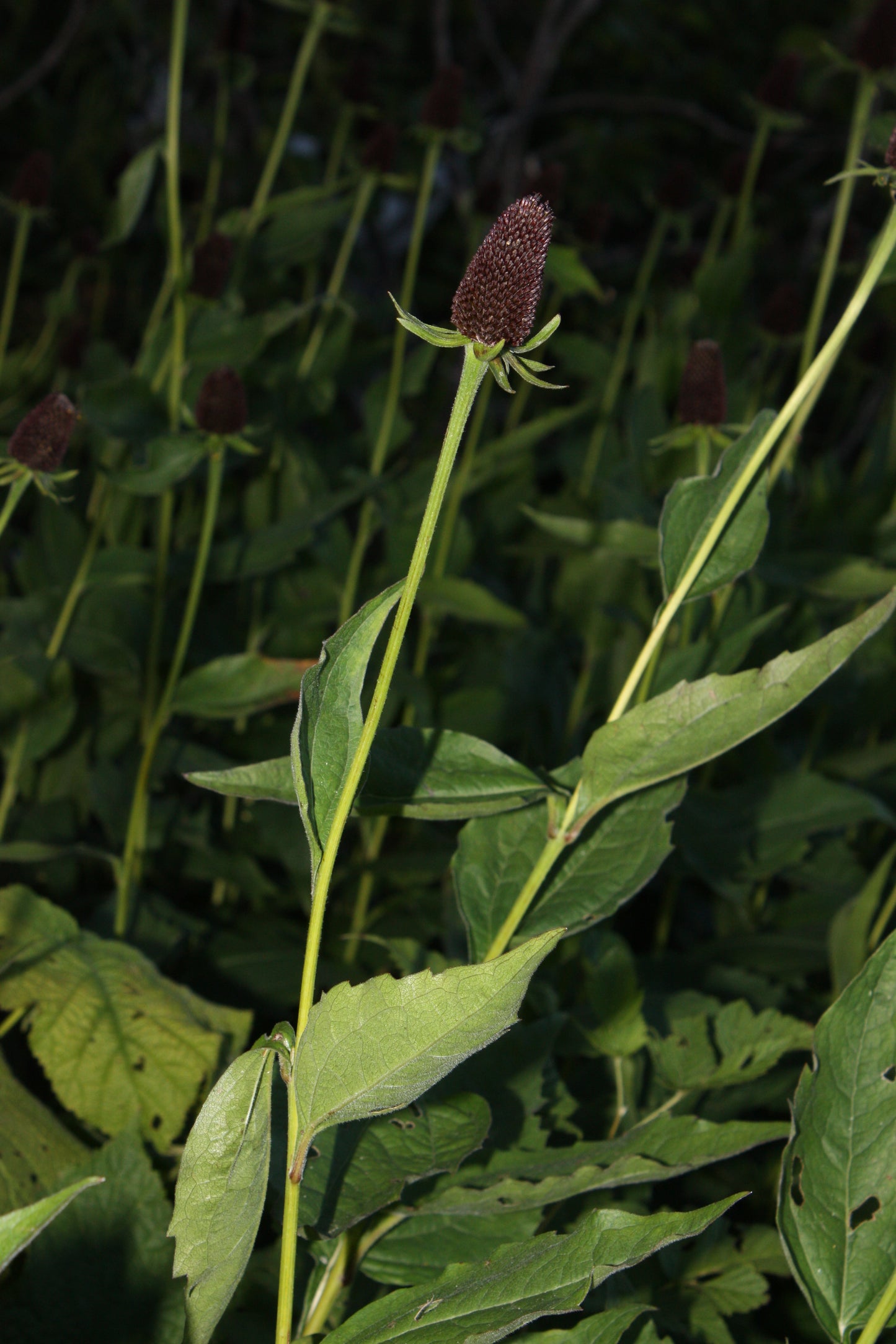 Western Coneflower  100 Seeds  Rudbeckia occidentalis